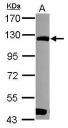 BOP1 antibody [N3C3]
