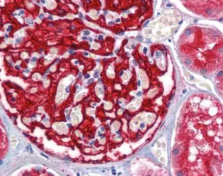 Aminopeptidase A antibody [C2C