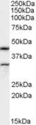 ACTL7B antibody, Internal