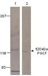 GUCY2F antibody