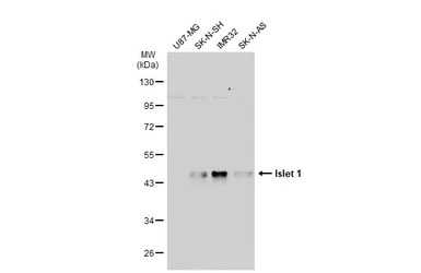 Islet 1 antibody