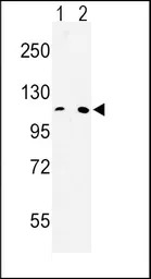 MTTP antibody, C-term