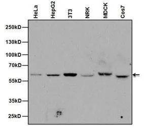 Nucleoporin p62 antibody [RL31