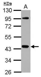 NCK1 antibody