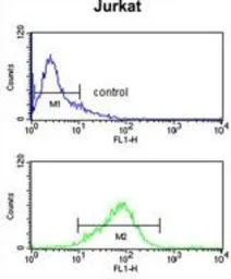 CASD1 antibody, N-term