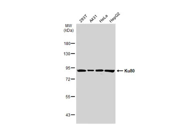 Ku80 antibody [N3C2], Internal