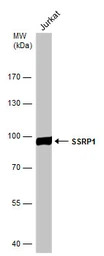 SSRP1 antibody [N1N3]