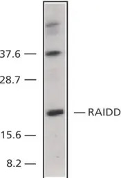 RAIDD antibody, C-term
