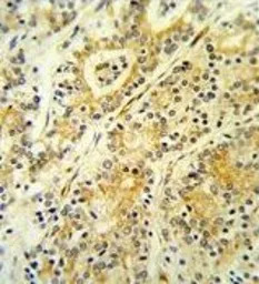 MGST2 antibody, C-term
