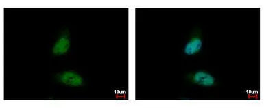 HDAC3 antibody [C3], C-term