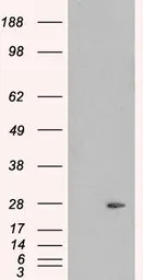 Pallidin antibody, C-term