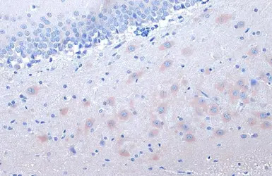 14-3-3 gamma antibody