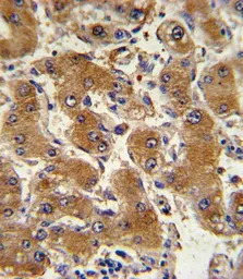 COL6A1 antibody, C-term