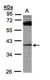 DUSP7 antibody [C1C3]