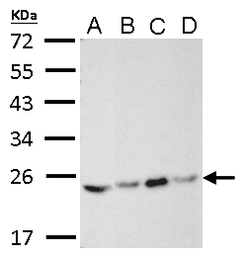 RAB5A antibody