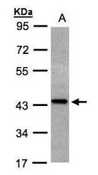 ST3GAL2 antibody [N2C3]