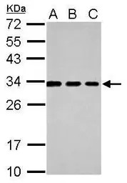 TSPAN3 antibody