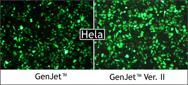 进口GenJet™体外DNA转染试剂(Ver. II)