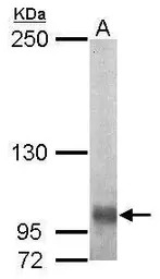 EGFLAM antibody [C2C3], C-term