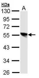 DP1 antibody [N1C1]