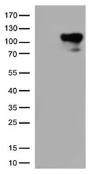 B-Raf antibody [1E2]