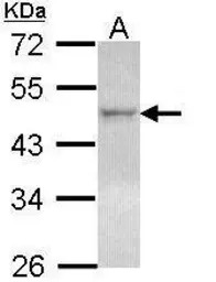 LXR beta antibody [N2C2], Inte