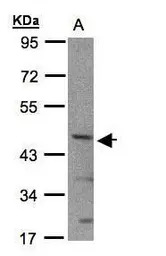 SHARP2 antibody [N1N2], N-term