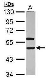 KIR3DL1 antibody [N1C2]