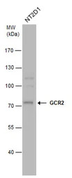 GCR2 antibody [C1C3]