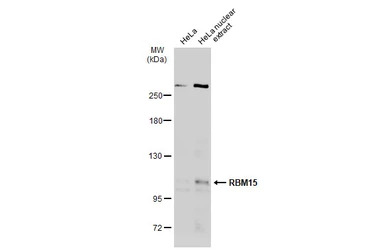RBM15 antibody [N1N3]