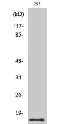 Caspase 7 (cleaved Asp198) ant