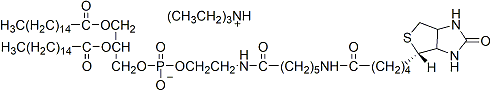 biotin-X-DHPE 60023