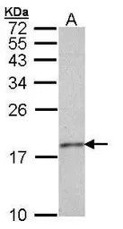 Histone H3.3 antibody