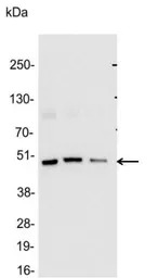 Glu-Glu tag antibody