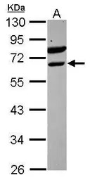 TEL antibody [N1N3]