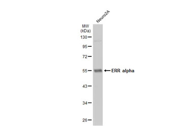 ERR alpha antibody [N1], N-ter