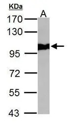 VCP antibody [N3C2], Internal