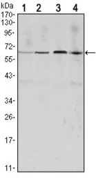 Cyclin B1 antibody [1B10]