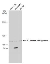 PI3 kinase p110 gamma antibody