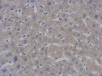 mtPAP antibody [1D3]