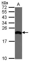 EIF1A antibody [N1C3]