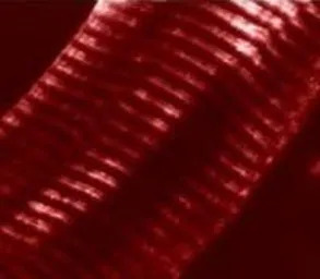 Triadin antibody [GE 4.90]