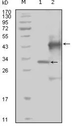 EphA4 antibody [7D3D4]