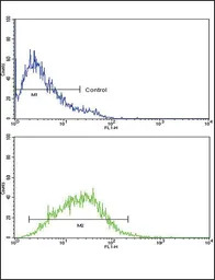 CXCL8 / IL8 antibody, C-term