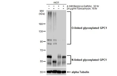 Glypican 1 antibody [N3C3]