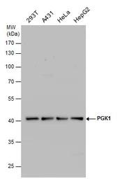 PGK1 antibody