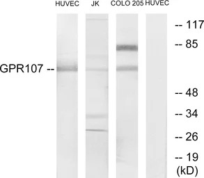 GPR107 antibody