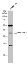 Musashi 1 antibody [N3C3]