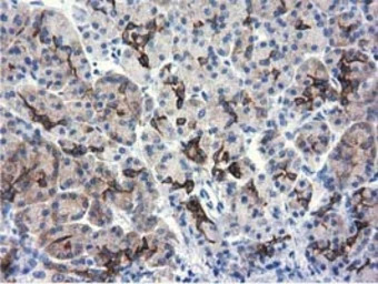 ALDH1L1 antibody [6A10]