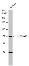 SLC25A13 antibody [N3C2], Inte
